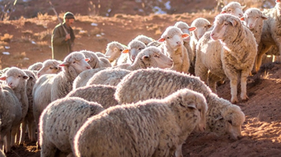 OS CONFLITOS ÉTICOS DAS 48 LEIS DO PODER - Ataque o pastor e as ovelhas se dispersam