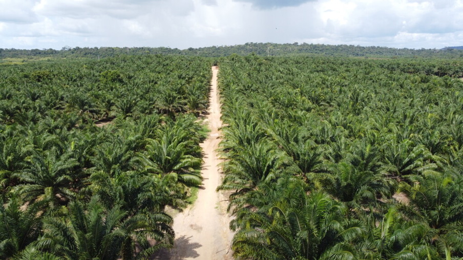 O cacau e o açaí serão utilizados nas áreas em que a palma não pode ser cultivada. (Foto: reprodução/BBF)