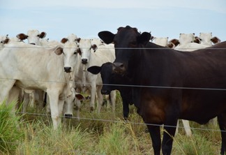 Um estado livre de febre aftosa garante o crescimento esperado dos bovinos (Foto: Nilzete Franco/FolhaBV)