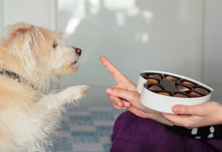 Ingrediente do chocolate pode causar envenenamento em cachorros (Foto:Reprodução/Chemitec)