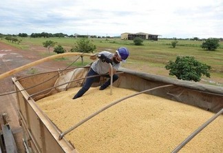 A estimativa para a safra 2020 será de 150 mil toneladas de grãos de soja (Foto: Divulgação)