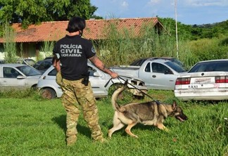Durante uma investigação do Departamento de Narcóticos da Polícia Civil, a cadela Megan foi indispensável para encontrar  drogas ilícitas (Foto: Nilzete Franco/FolhaBV)
