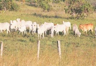 Cerca de 25 mil cabeças de gado são exportadas para o Amazonas (Foto: Wenderson de Jesus)