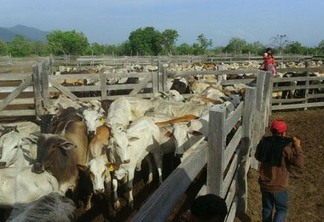 360 mil doses foram vendidas até meados de abril. Indígenas vacinaram 42.600 cabeças de gado, na estimativa do MAPA. (Foto: Divulgação Fernando Estrela/ASCOM MAPA RR)