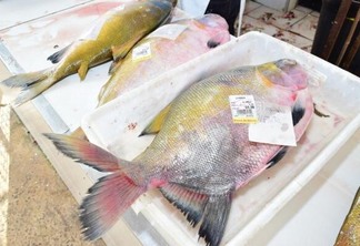 Entre os peixes mais consumidos em Roraima, estão o tambaqui e a matrinxã (Foto: Nilzete Franco/FolhaBV)