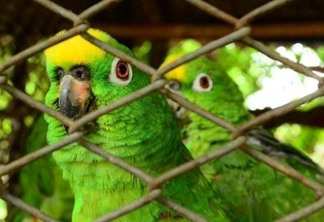 Vários animais foram apreendidos em Roraima (Foto: Nilzete Franco)