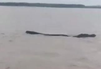 Animal foi visto nadando no Rio Branco (Foto: Reprodução)