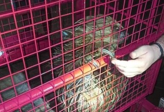 O animal foi colocado em uma gaiola de transporte para ser solto novamente na natureza (Foto: Divulgação)