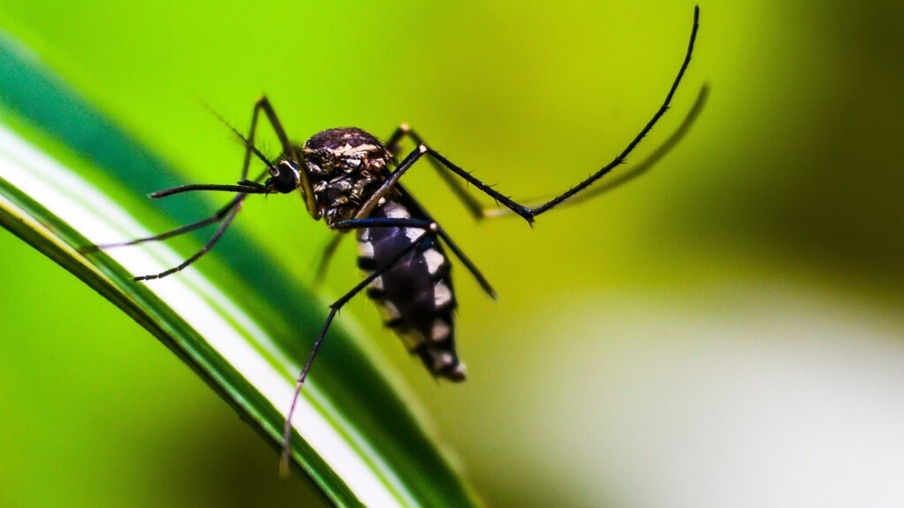 Mosquito Aedes Aegypti, o transmissor da dengue, zika e chikungunya (Shammiknr)/Pixabay)