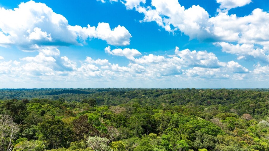 Floresta Amazônica. Foto: Filipe Frazao / Shutterstock.com