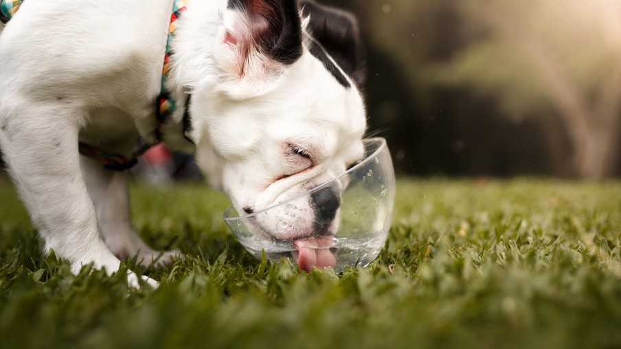 A cute rare hairy french bulldog drinking water at the park.
