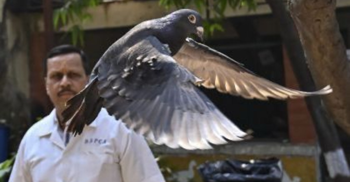 A pigeon suspected of being a Chinese spy has been released 8 months after being arrested in India