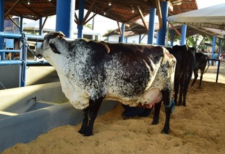 Vaca é da raça Girolando, cruzamento de Gir Indiana e Holandesa. (Foto: Nilzete Franco/FolhaBV)
