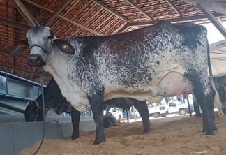 A vaca Ana Lú é da fazenda São Pedro, de Manaus (Foto: Secom RR)