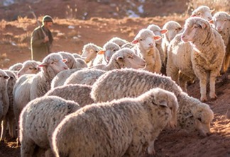 OS CONFLITOS ÉTICOS DAS 48 LEIS DO PODER - Ataque o pastor e as ovelhas se dispersam