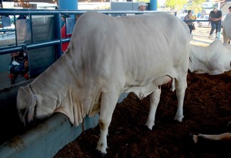 Crescimento do rebanho bovino em Roraima, a segunda matéria da série sobre bovinocultura no estado
