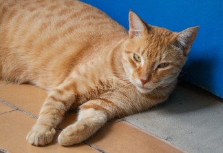 A toxoplasmose é uma doença normalmente associada aos felinos, mas a verdade é que ela pode ser  por diversos animais (Foto: Raisa Carvalho)
