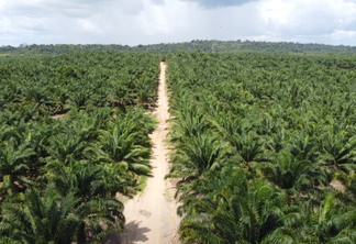 O cacau e o açaí serão utilizados nas áreas em que a palma não pode ser cultivada. (Foto: reprodução/BBF)