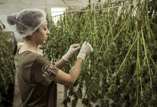 Cultivo da Cannabis, a planta da maconha (Foto: Terre Di Cannabis/Pixabay)