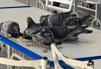 Animais se alimentam de restos de comida em refeitório (Foto: Arquivo Pessoal)