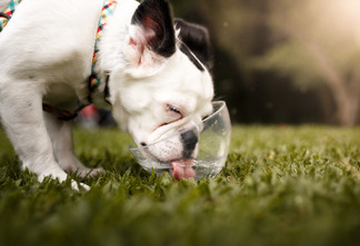 A cute rare hairy french bulldog drinking water at the park.