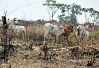 Animais sofrem com a seca em Roraima (Foto: Nilzete Franco/FolhaBV)