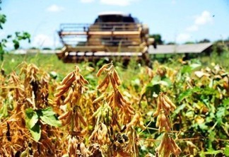 A expectativa dos agricultores do estado é de atingir média de produtividade de 50 sacas por hectare (Foto: Arquivo FolhaBV)