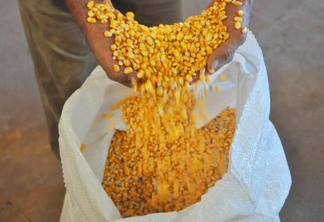 Produção de milho aumentou (Foto: Arquivo FolhaBV)
