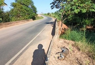Animal estava caído próximo à ponte que dá acesso ao bairro - Foto: Divulgação