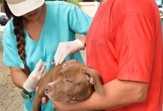 Animais domésticos devem ser vacinados anualmente contra a doença (Foto: Semuc/PMBV)