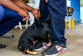 A meta é vacinar mais de 30 mil cães e gatos durante a campanha (Foto: Divulgação/SemucPMBV)