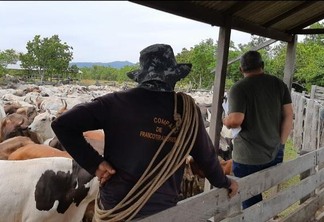 As equipes compostas por 15 pessoas passam 45 dias dentro da mata para imunizar 55 mil cabeças de gado em Roraima - Foto: Divulgação/Secom RR