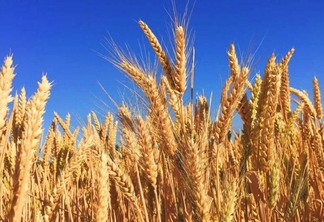 O trigo é o segundo tipo de alimento mais consumido do mundo, e conquistou até mesmo o mercado cervejeiro (Foto: Divulgação)
