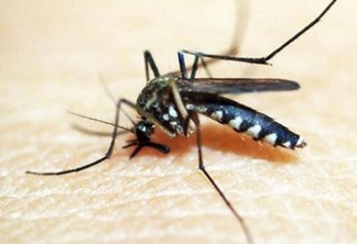 O vetor é o anofelino (Anopheles), um mosquito parecido com o pernilongo que pica, principalmente, ao entardecer e à noite (Foto: Divulgação)