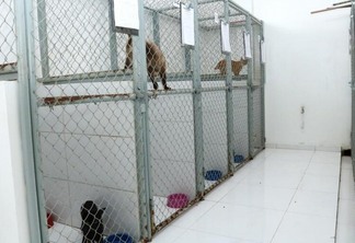 Atualmente, a Unidade possui 16 cães e 13 gatos no local (Foto:Laura Alexandre/FolhaBV)