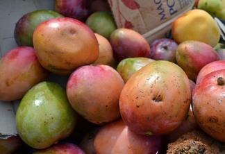 Fruta está na lista de produtos que não podem entrar no Amazonas.