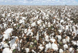Plantações de algodão se concentram no Município de Alto Alegre, região Centro-Oeste de Roraima (Foto: Divulgação)