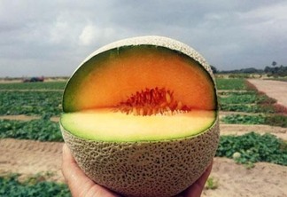 Produção de melão começou há seis anos na região do Tucano, Leste do Estado (Foto: Divulgação)