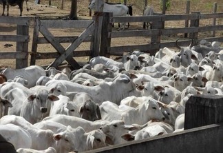 Próxima fase, em abril, será dedicada para vacinação de todo rebanho de gado roraimense (Foto: Secom/Divulgação)