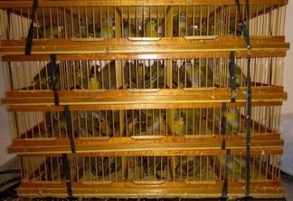 Aves foram levadas para o Centro de Triagem de Animais Silvestres (Cetas) do Ibama em Brasília; suspeito foi autuado por crime ambiental, assinou termo na polícia e foi liberado (Foto: PMDF/Divulgação)