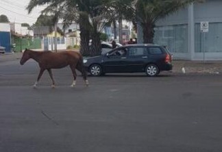 O animal atrapalhou o trânsito. (Foto: Divulgação)