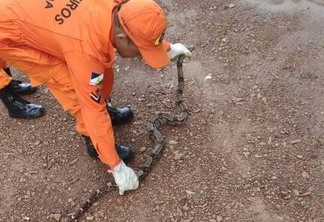 O inverno tem contribuído para o aumento das ocorrência envolvendo cobras em Roraima (Fotos: ACI/CBMRR)