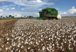 A cada ano a colheita do algodão vem sendo superada no estado e mais produtores investem na cultura, cuja safra pode chegar a 20 ou 25 mil toneladas (Foto: Divulgação)