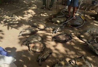 Os animais estavam escondidos na residência de um pescador que é morador de Caracaraí (Foto: ascom/Femarh)
