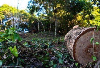 O acidente com o tronco de árvore ocorreu em vicinal do Cantá (Foto: Pesquisa internet)