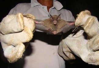 O Programa Nacional busca manter o controle da população de morcegos em Roraima (Foto: Nilzete Franco/Folha BV)