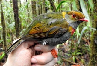 Pipreola whitelyi, novo pássaro encontrado pelos pesquisadores. (Foto Ramiro Melinski/ / Divulgação)
