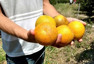 A melhor forma de ingerir as frutas cítricas é ao natural (Foto: Divulgação)