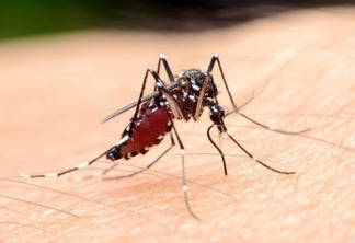 Para evitar o aumento de casos, estão sendo entregues 6.250 MILD´s (mosquiteiro impregnado com inseticidas de longa duração) (Foto: Divulgação)