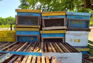 Consumo e produção de mel teve aumento em Roraima nos últimos anos (Foto: Reprodução)